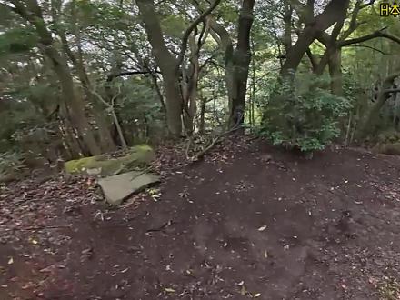 日本合法狩猎野猪季节最后一天 #国外合法狩猎