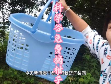 科学谷的柑子熟了,今天跟朋友去科学谷免费摘柑子,简直不要太爽,附近的宝子们可以冲。#记录真实生活 #橘子熟了 #纯天然绿色食品 #摘橘子的季节