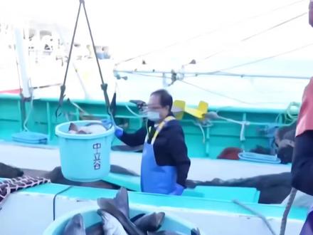 日本扇贝已出口至中国#创作灵感 #日本 #扇贝