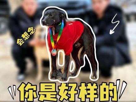 这是属于老吴和可乐的幸福瞬间,可乐乖的让人心疼,而他对老吴的偏爱却渗透在很多细节里#西北刀客 #西北刀客可乐 #西北刀客汪汪队 #护农猎犬 #再见了可乐