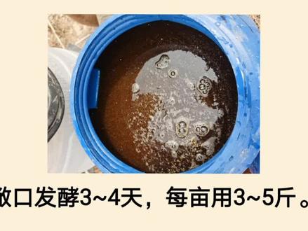 水花下塘,教你土方法高效培育轮虫,简单,高效,省钱#水产养殖 #水产#鱼塘 @DOU+小助手