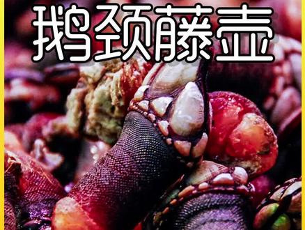 揭秘鹅颈藤壶加工全过程!01#鹅颈藤壶 #科普一下 #制造原理 #造物工厂 #涨知识