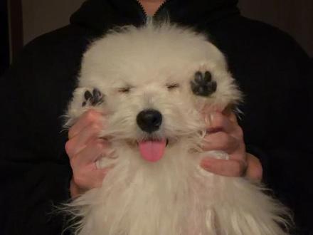 白菜对我笑 #萌宠 #白菜对我笑 #西高地白梗 #西高地袋袋 yc@张安安