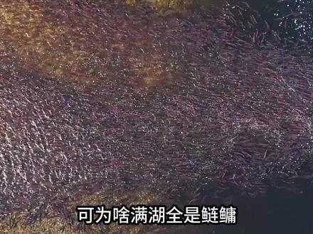 武汉东湖出现成群大鱼,鲢鳙聚成罕见鱼团,鱼的密度有多重要?#科普一下#大国重器#科普#鲢鳙