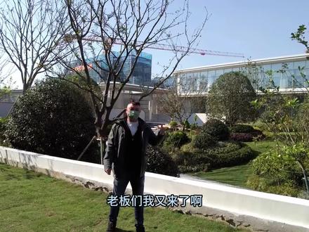 绿城奥体28号售楼处开放居然没有样板间,开了个寂寞,最主要销售们欧deidei里说叠墅已经内定的差不多了#抖音房产 #叠墅 #无锡房产 #同城房产#豪宅