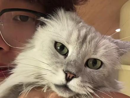 貂蝉:为什么人要下班了,咪却要去上班,还要五个人抓我(咪表示很不高兴,请吃我的大脚🐾)#远剑猫咖 #远剑猫爪俱乐部 #远剑貂蝉