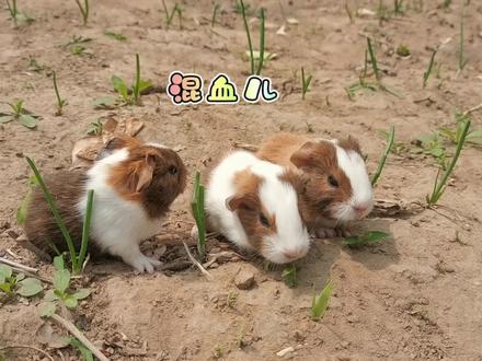 美泰和国产荷兰猪能配吗?生出来的是什么样的崽子,今天它来了 #豚鼠 #可爱豚鼠 #宠物 #宠物知识