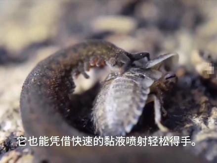 5亿年活化石!天鹅绒虫到底有多恐怖 #古生物 #动物科普