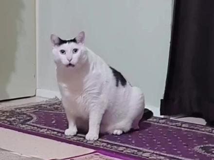 阴暗老huh #huh猫表情包 #奶牛猫就是神经猫