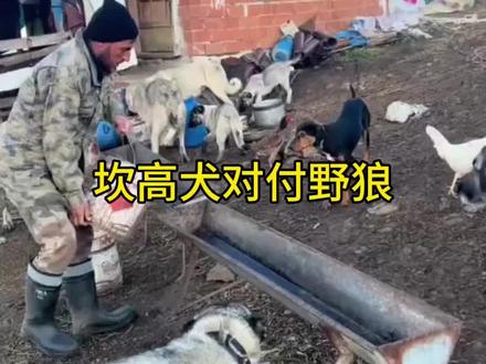 坎高犬对付野狼#野生动物零距离