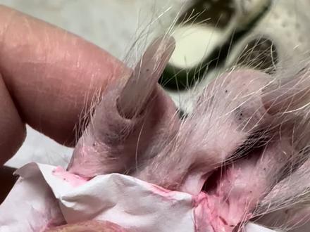 谨慎观看哟!#这是什么动物有人认识吗 #一张照片证明你的宠物被你养的很好 #养宠物的乐趣 #冠毛犬 #去黑头