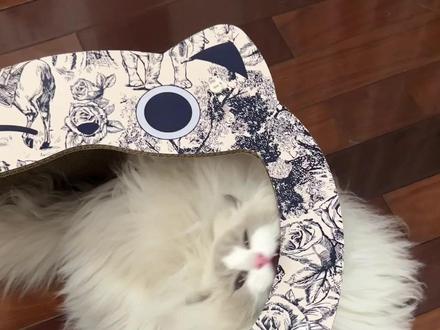 霸王茶姬你敢耍本咪!
#记录猫咪日常 #布偶猫#霸王茶姬猫猫豪宅