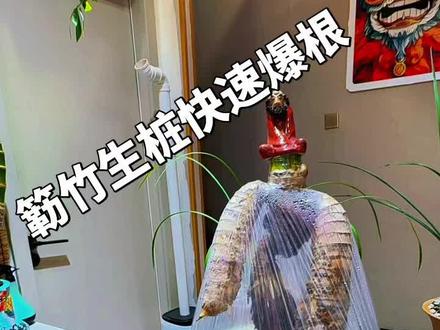 小叶簕竹如何快速爆根,室内种植用土有讲究。#簕竹先生自调配生根液,#配方土