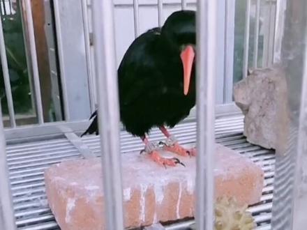 红嘴山鸦特别聪明,可以学会很多技能