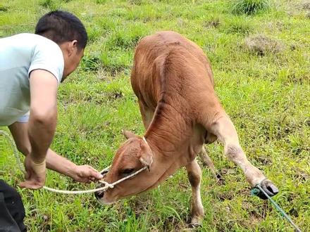 你们要的完整视频来了,不懂的人 都说不要给牛穿鼻子,我懒得解释,懂的人,自然懂。#吃百草的黄牛 #农村散养牛 #给牛穿鼻环