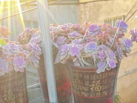 紫乐还是比较耐寒的,零下7度没有冻伤!#露养多肉 #紫乐#橱窗迎春暖心购 #暖春全民开播 #解说春季约会好物