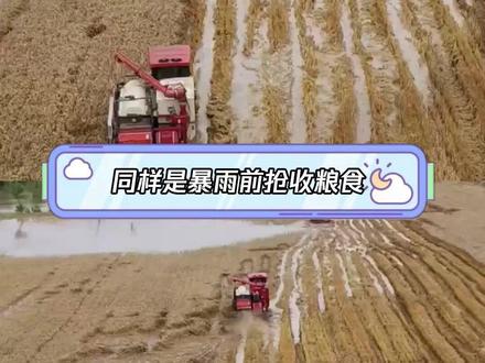 各地农机手驰援襄阳抢收小麦 #襄阳抢收小麦#小麦 #粮食丰收#真实事件 #农民