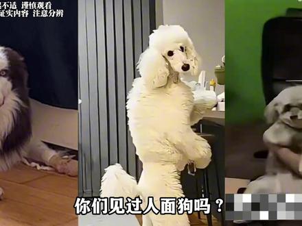 你们见过人面狗吗?建议审一下自家宠物,反正我家金毛怎么也不招 #睡前故事 #细思极恐 #宠物