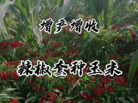 辣椒套种玉米方式#农业 #农业种植 #农业技术 #辣椒