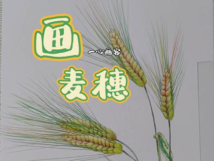 #彩铅手绘 #画画 彩铅画麦穗,我画哭了@DOU+小助手