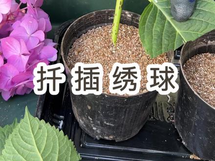 五六月份是扦插绣球的好时机,绣球扦插很简单,花友们可以试一试。#抖音618好物节 #爱生活爱养花 #园艺小技巧 #新农人计划2023 #芥末花园