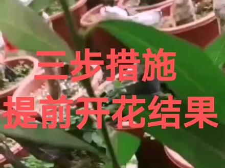 你的冬红果为何不开花不结果?现在办法有了(适用于所有果树)不懂的关注后评论区咨询