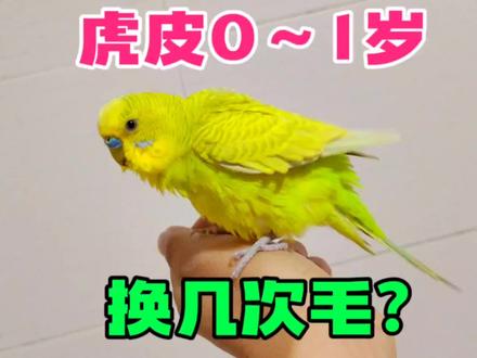 虎皮鹦鹉0岁到1岁,会经历几个换毛期?#养鹦鹉经验分享 #虎皮鹦鹉 #手养鹦鹉 #鹦鹉换毛期 #鹦鹉小白