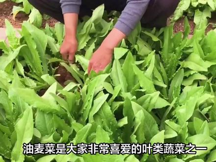 掌握这些技巧,夏季也能种出油麦菜 #种菜小技巧 #蔬菜种子 #种菜