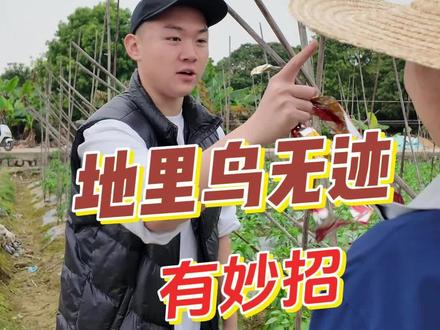 小鸟泛滥危害作物怎么办?有妙招用了鸟无迹地里鸟无痕迹#驱鸟