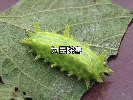 洋辣子,树辣子。还以为被树蛰了。这大毛毛虫!#洋辣子#树辣子#刺蛾幼虫