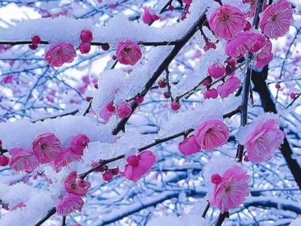 花开富贵,分享各省省花。有你老家吗? #花开富贵好运来 #花朵