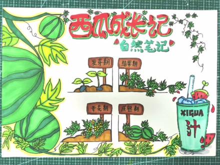 《自然笔记》西瓜生长过程手抄报,快快收藏起来留着备用吧~需要原图的可以私信我~#手抄报 #植物观察手抄报 #小学生手抄报 #手抄报模板 #一起学画画