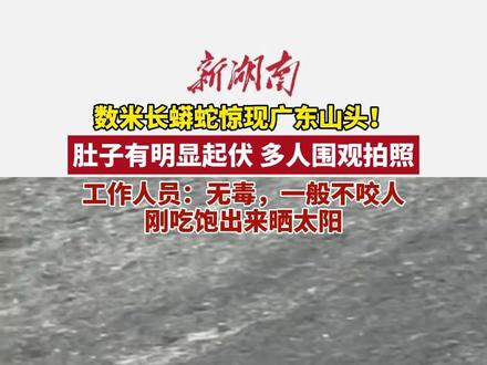 数米长蟒蛇惊现广东山头!
肚子有明显起伏 多人围观拍照
工作人员:无毒,一般不咬人 刚吃饱出来晒太阳 #蟒蛇 #江门 #野生动物 (编辑 平安)