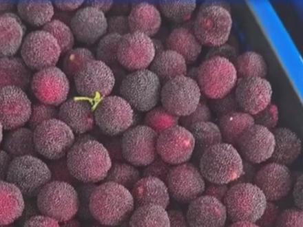 担心买到“泡药杨梅”?3个技巧教你辨别杨梅好坏