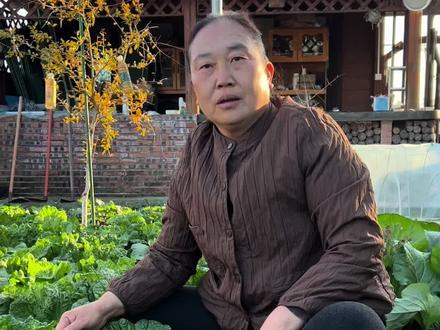 很多人说白菜可以捆扎吗,可以捆扎#种菜小技巧 #种菜