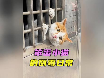 盘点笨蛋小猫的搞笑日常 #看一遍笑一遍 #猫咪 #搞笑 #倒霉蛋 #猫咪的迷惑行为