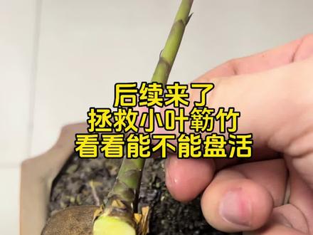 #上热门 #小叶簕竹 #盆景 看看能不能盘活大家都不看好的小叶簕竹,记录一下。