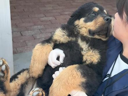 万恶的苍耳😫#萌宠出道计划 #藏獒 #自繁自养 #道辰粮宠