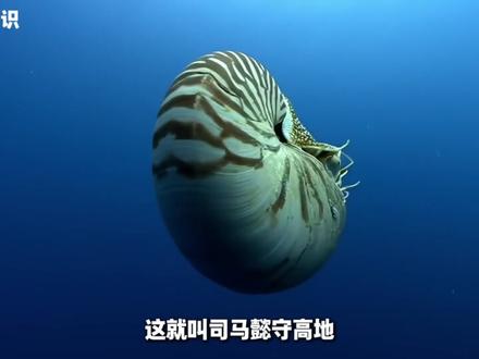 以为灭绝了,其实还活着的 “活化石”有哪些? #科普 #动物 #青年创作者成长计划