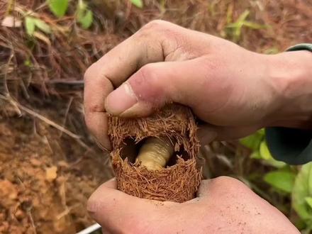 这个能吃吗#奇葩#动物#吃