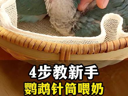 4步教你用针管给鹦鹉喂奶,还不会的认真看咯!#新手养鹦鹉#手养鹦鹉#鹦鹉#南宁鹦鹉 #萌宠出道计划