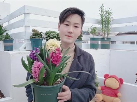 风信子开完花一定别扔,两个步骤处理后,年年都复花! #风信子 #阳台花园 #园艺生活 #养花小知识