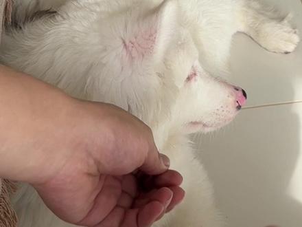 视频不到两分钟,但真实生活却远没有画面呈现出来的那么温馨简单 因为我们测试的过程太长所以没有剪进视频,没想到会因此产生争议,关于一些评论我们整理了几点说明,希望能解答大家的疑问:
一、关于“给哞哞带电击(震动)项圈很残忍”的质疑
我们没电狗,只电了自己。原因是测试中发现,震动的最大档位主要是项圈外壳发出的嗡嗡声,震感并不明显。于是我们又在自身测试了低档位电流的痛感。最终实际操作确定哞哞能感知到震动后,就只用了震动模式,且项圈的导电柱都已拆除。目前没有找到有卖专门的振动项圈,我们使用的这款在仅开启震动功能时,效果与普通振动项圈并无区别。
二、关于“购买后院狗”的质疑
哞哞是我们领养的,并非高价购买,因此不存在鼓励无序繁育的情况。如果我们不领养,世界上只会少一只能享受到幸福的狗狗,仅此而已。同时,我们也正致力于科普边牧繁育的相关常识,以及聋狗的训养技巧。
三、关于“电击项圈的安全性”的质疑
有评论提到项圈漏电可能导致狗狗颈部受伤的案例,这里我们说明几点:首先,从使用第一天起,我们就拆除了项圈的导电柱,并用绝缘胶带做了密封处理;其次,即使不拆除,我们购买的这款项圈,导电柱外部是有橡胶帽的,能大幅增强电阻削弱电流,即便不拆除导电柱,也不会存在安全隐患或让狗狗感到不适;最后,项圈在狗狗洗澡、项圈充电时都会摘下,更不存在长期佩戴导致慢性受伤。
感谢对哞哞的关注和关心的网友们,每条评论我们都有认真看,一些产生误解的人可能连视频都没有看完,更不会点进我的主页了解哞哞的身世。虽然不知道这篇澄清视频会不会被那些误解的人看到吧,但还是谢谢喜欢我们的人的支持和理解呀~之后我们会继续分享开心和哞哞的日常以及养狗知识。
#幽灵边牧 #澄清 #边牧 #幽灵边牧哞哞 #聋狗