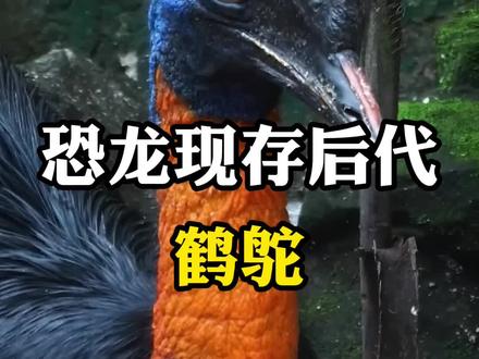 现存恐龙后代。#鹤驼 #特种养殖 #萌宠养殖