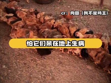 在鸡的视角里就是自己的大王在问它们想不想当大王……