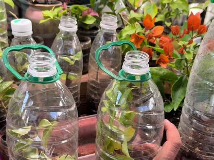 扦插基质的选择 干净卫生加上蓬松透气的基质
做到这两点就已经成功了一半噢~
首选松针腐植土
其次泥炭精配通用土
水苔也行,但是水苔完全没有营养,后期长势弱
最麻烦的是椰糠加珍珠盐,需要反复清洗
记得扦插不能加肥噢,只加自来水。
扦插方法在置顶的第二条视频,那个方法一年四季都可以扦插。
#三角梅#扦插 #养花小知识 #养花人的乐趣 #种草