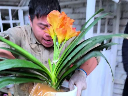 #养花 #君子兰 #兰花 君子兰不开花,正确的催花方法有两点