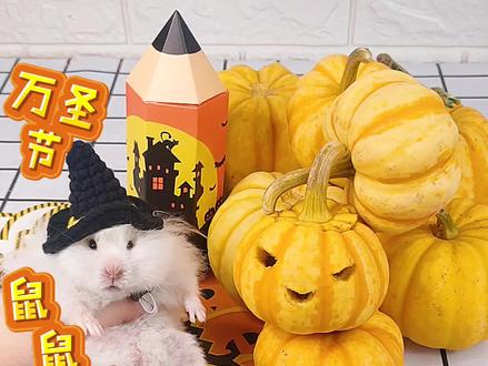 鼠鼠竟然这样过万圣节?要和大家一起狂欢? 别看完! #萌宠爱捣蛋 #作图神器图怪兽 #仓鼠 #萌宠出道计划