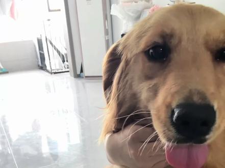 以后就是四口之家啦~🐶🐶
#图图大王 #金毛 #救助狗狗