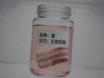 你嘴里那块五花肉,可能来自一头从未投过胎的猪 #人造肉 #猪肉 #科技 #科普 #细胞培养肉